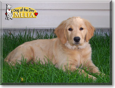 Melia, the Dog of the Day