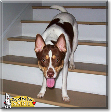 Sadie, the Dog of the Day Sadie, the Dog of the Day