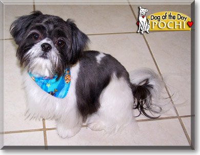 Pochi, the Dog of the Day