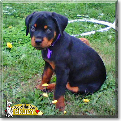 Brudy, the Dog of the Day