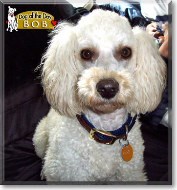 Bob, the Dog of the Day