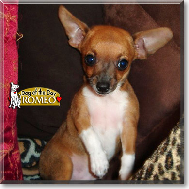 Romeo, the Dog of the Day Romeo, the Dog of the Day