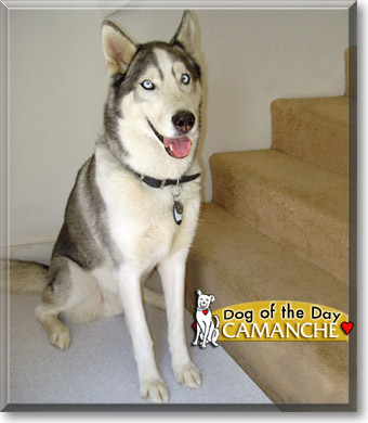 Camanche, the Dog of the Day