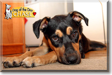 Chase, the Dog of the Day Chase, the Dog of the Day