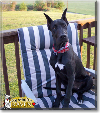 Raven, the Dog of the Day