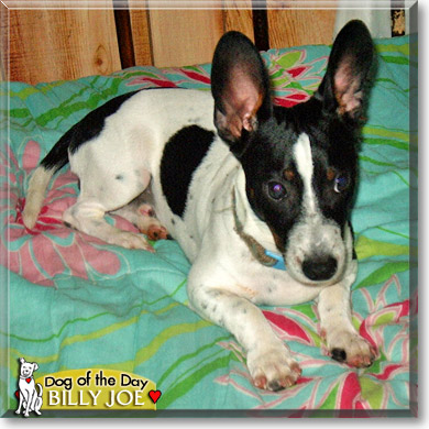 Billy Joe, the Dog of the Day Billy Joe, the Dog of the Day