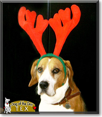 Tex, the Dog of the Day