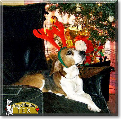 Tex, the Dog of the Day