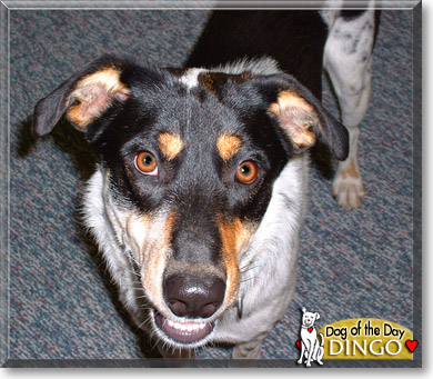 Dingo, the Dog of the Day Dingo, the Dog of the Day