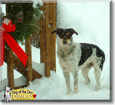 Dingo, the Dog of the Day Dingo, the Dog of the Day