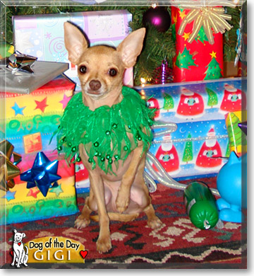 GiGi, the Dog of the Day GiGi, the Dog of the Day