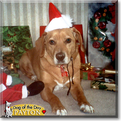 Payton, the Dog of the Day Payton, the Dog of the Day