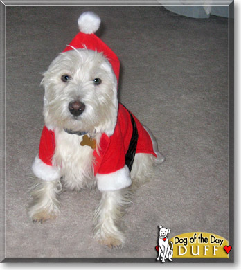 Duff, the Dog of the Day Duff, the Dog of the Day