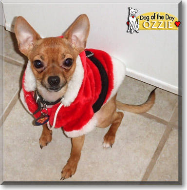 Ozzie, the Dog of the Day Ozzie, the Dog of the Day