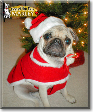 Marley, the Dog of the Day
