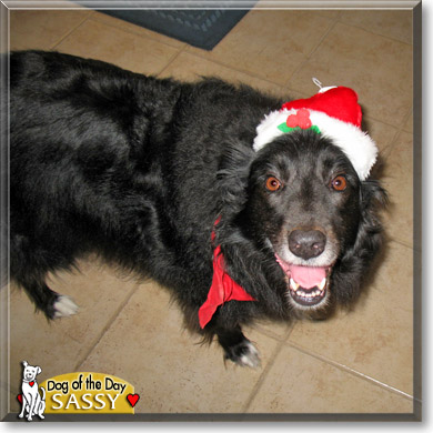 Sassy, the Dog of the Day