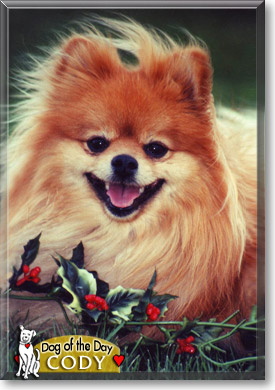 Cody, the Dog of the Day