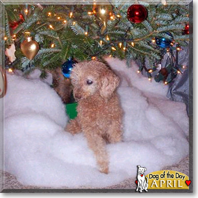 April Honey Bear, the Dog of the Day April Honey Bear, the Dog of the Day