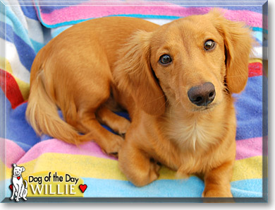 Willie, the Dog of the Day