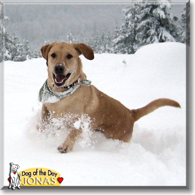 Jonas, the Dog of the Day