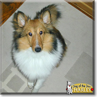 Harley, the Dog of the Day