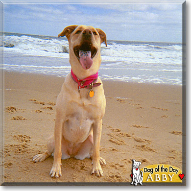 Abby, the Dog of the Day