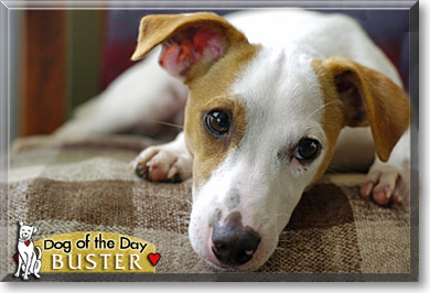 Buster, the Dog of the Day