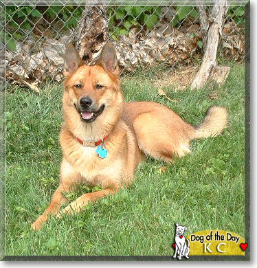 KC, the Dog of the Day