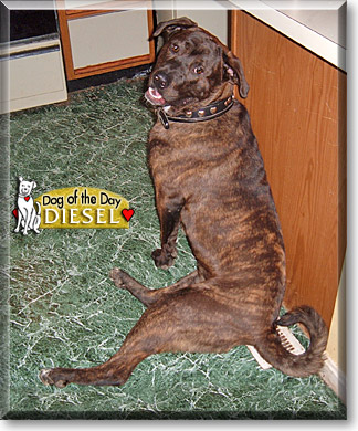 Diesel, the Dog of the Day