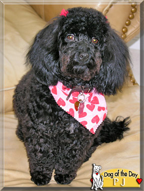 PJ, the Dog of the Day