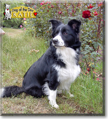 Katie, the Dog of the Day
