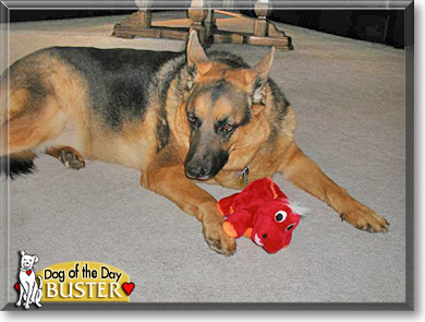 Buster, the Dog of the Day