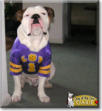 Oakie, the Dog of the Day