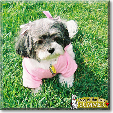 Summer, the Dog of the Day