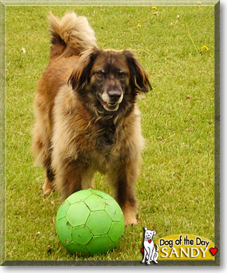 Sandy, the Dog of the Day
