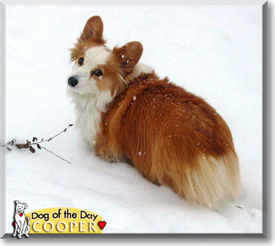 Cooper, the Dog of the Day