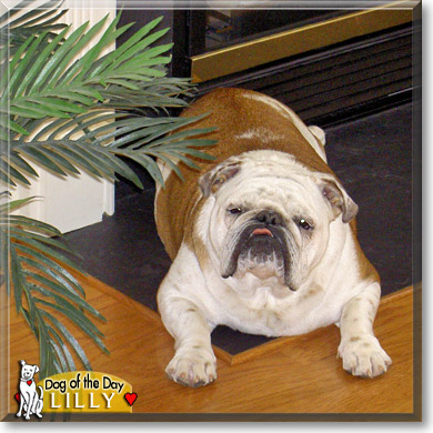 Lilly, the Dog of the Day