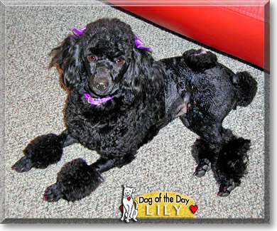 Lily, the Dog of the Day