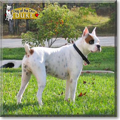 Duke, the Dog of the Day