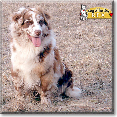 Rex, the Dog of the Day