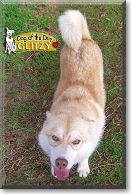 Glitzy, the Dog of the Day