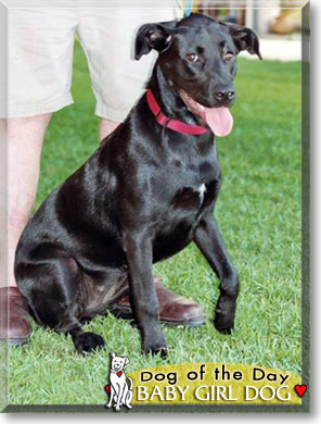 Baby Girl Dog, the Dog of the Day