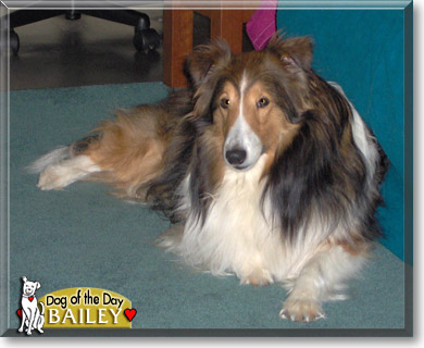 Bailey, the Dog of the Day
