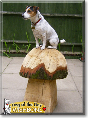 Wishbone, the Dog of the Day