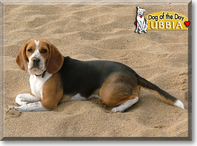 Ubbia, the Dog of the Day