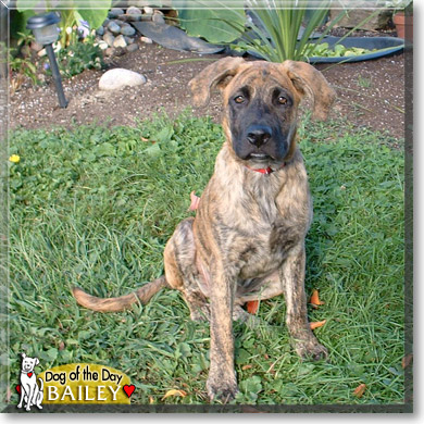 Bailey, the Dog of the Day
