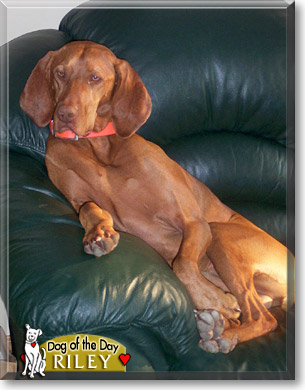 Riley, the Dog of the Day