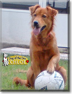 Chloe, the Dog of the Day
