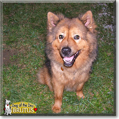 Brutus, the Dog of the Day