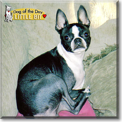 Little Bit, the Dog of the Day
